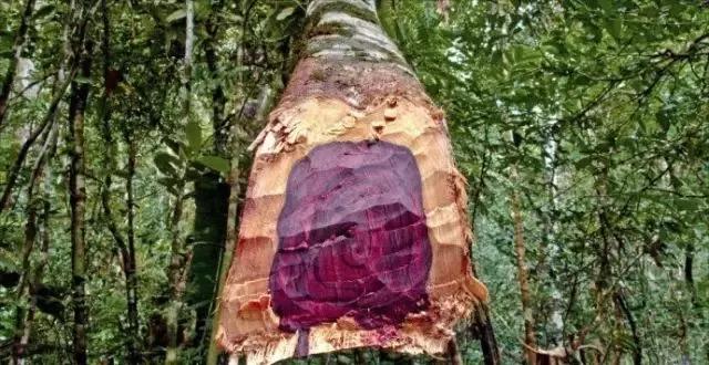 名贵红木家具价格表,哪种木材的红木家具最贵