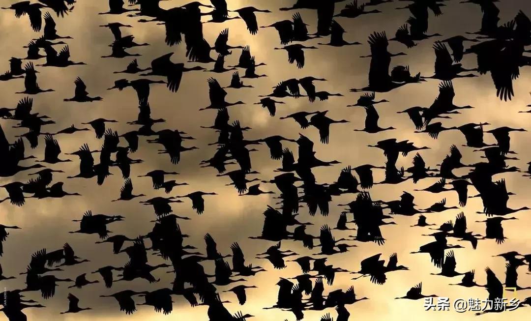 摄影欣赏:大开眼界,美国国家地理拉美官网的精彩大片