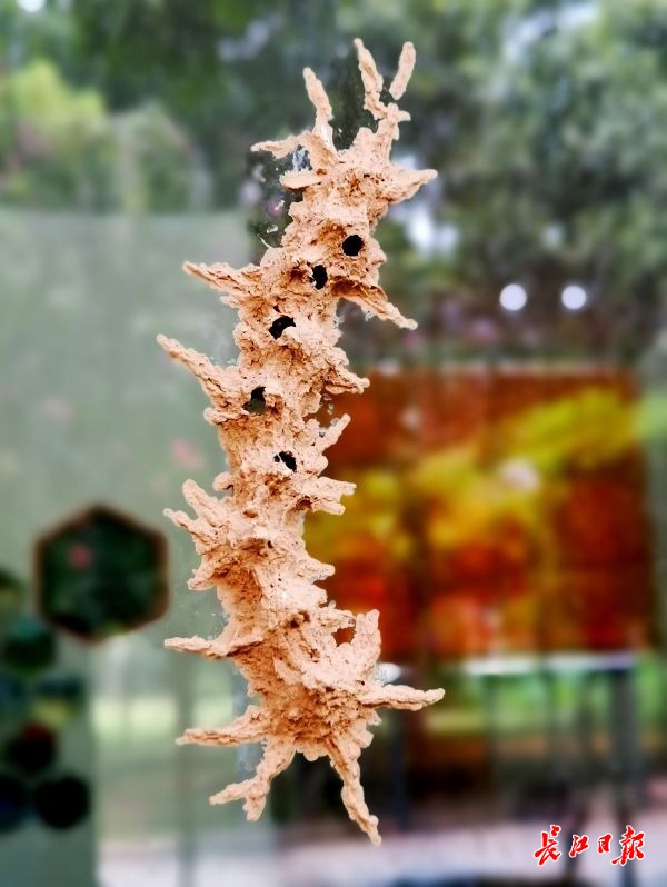 奇！这只泥蜂像燕子一样衔泥筑巢，还有8个“儿童间”