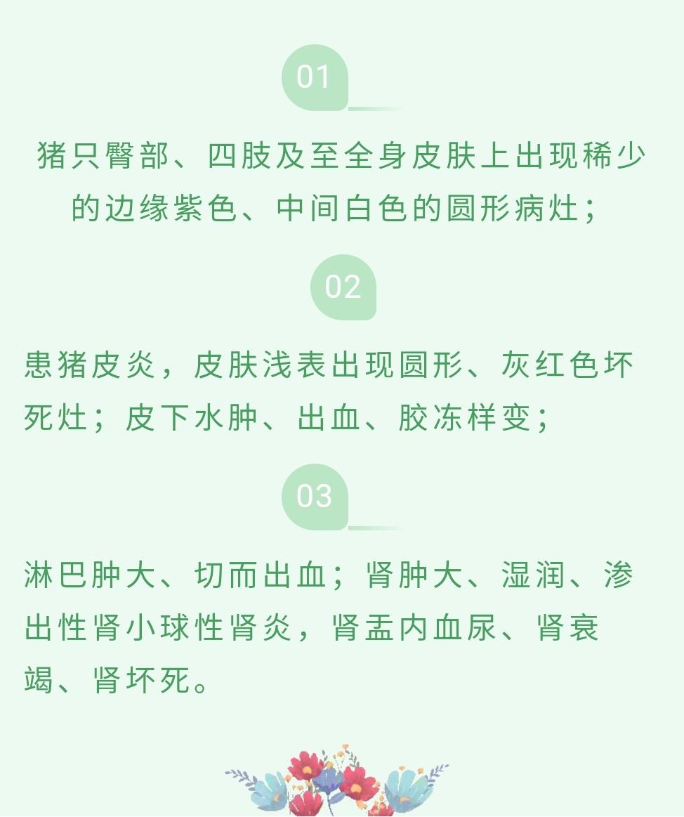 猪蓝耳圆环什么症状,猪场圆环蓝耳预防方案