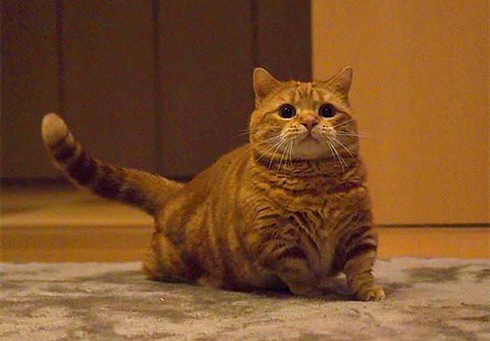 猫咪尿频治疗视频,猫咪尿频治疗药