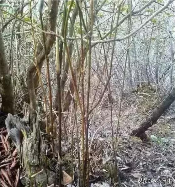 山上随便砍的藤条,竟然比金刚还牛逼!(附带制做方法)