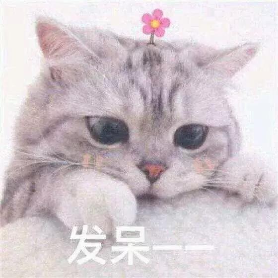 混吃等死、一夜暴富…现实给不了希望只能靠表情包续命