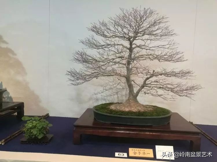 盆景结顶的形式,最好的盆景结顶方法