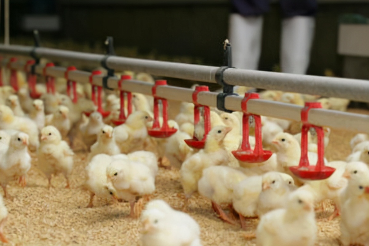 45天出栏肉鸡一只成本利润,养蛋鸡和肉鸡哪个利润高