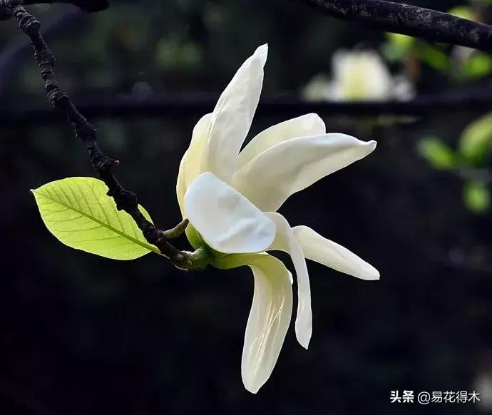 黄桷兰规格怎样,黄桷兰适应什么环境养护