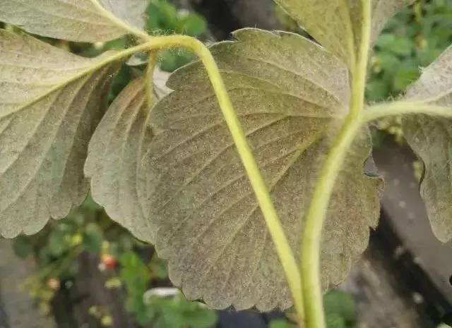 叶螨的危害,草莓螨害发生规律