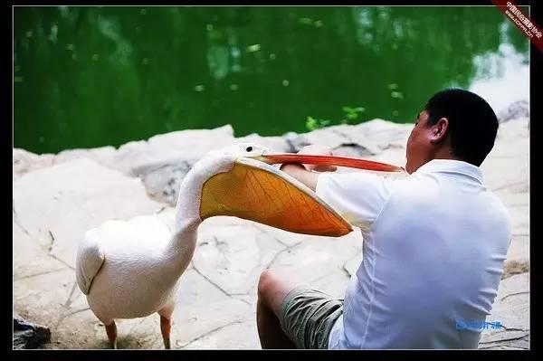 万物皆可吞的鹈鹕,鹈鹕万物皆可吞