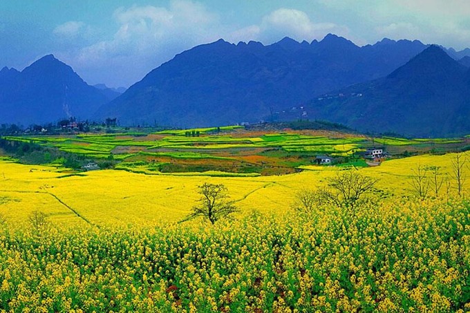 走进春天走进桃花盛开的地方,云南罗平金色花海之旅