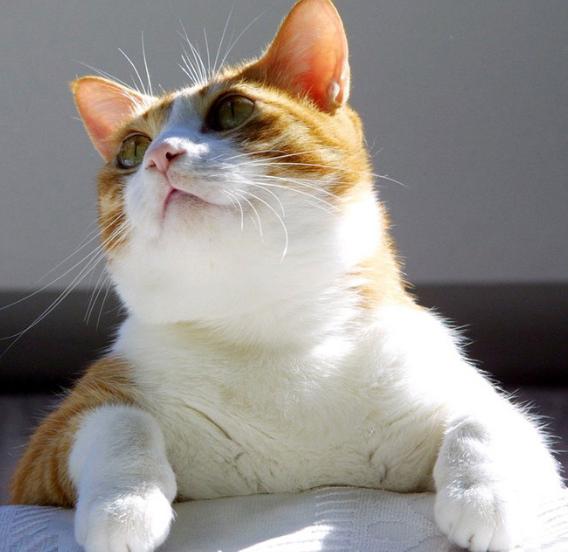 调皮的猫咪应该怎么训练？如何训练它们才听话？