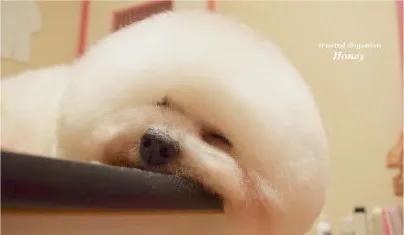 狗狗突然吃饭从快变慢,狗狗突然不吃饭身上还有味道