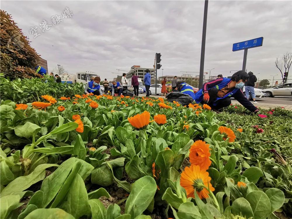 双流周边踏青赏花,踏春赏花成都这些地方值得去看看