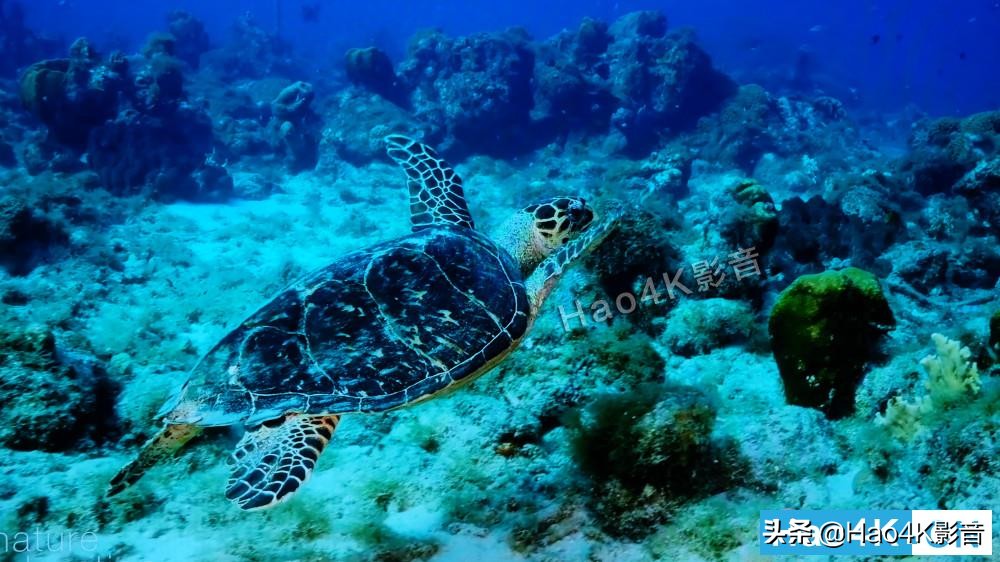 鏉句笅jz2000oled鐢佃,鏉句笅th-65gz1000c鐢佃