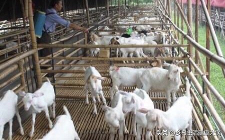 羊打口蹄疫苗应激大怎么处理,羊的应激反应怎么处理