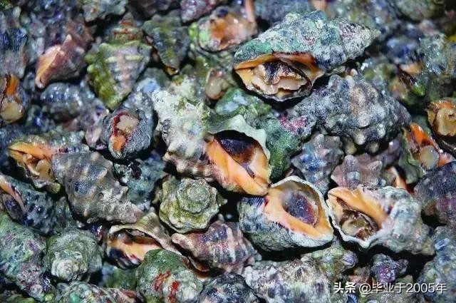 大连海鲜吃货,大连海鲜的种类