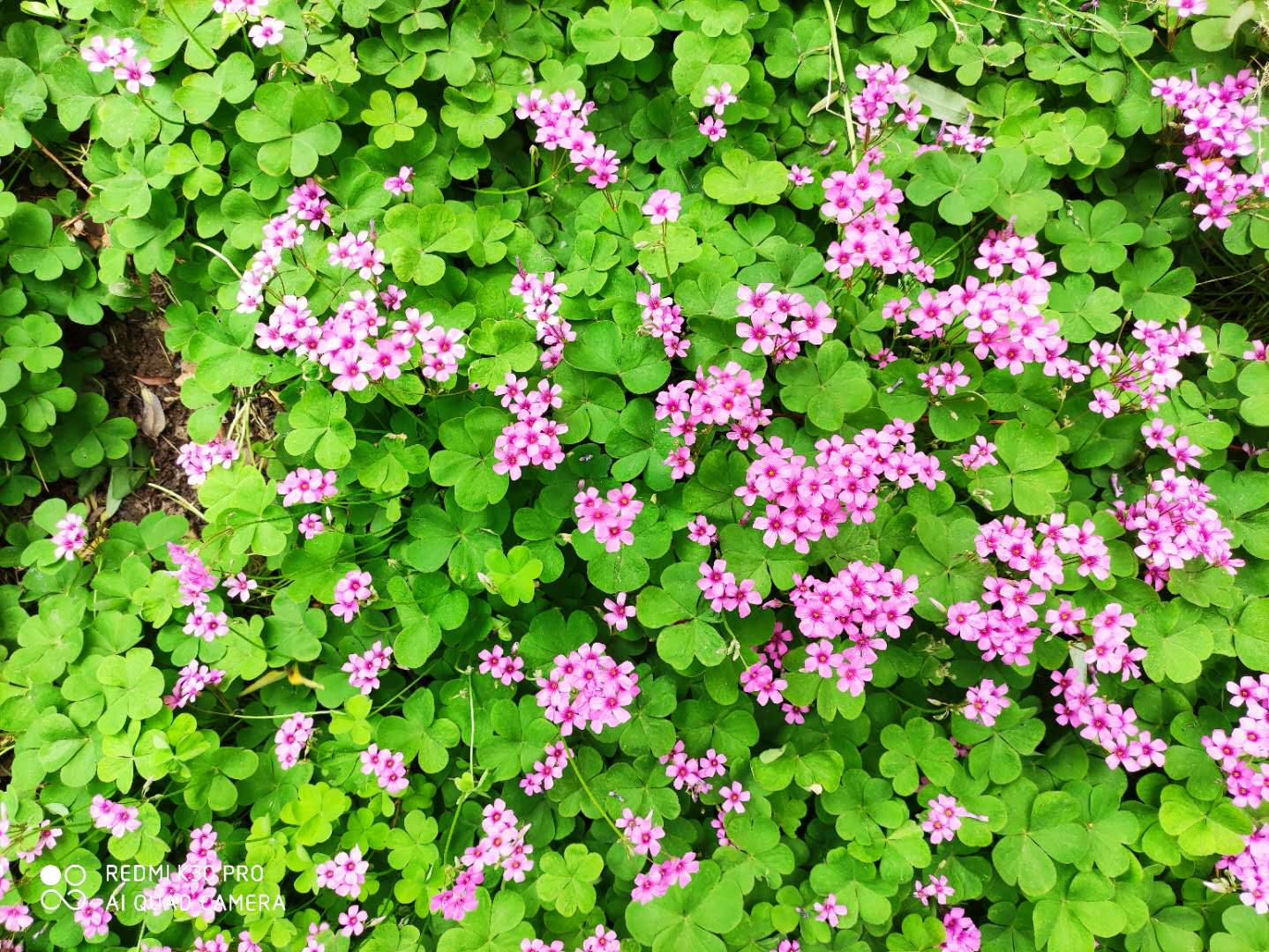 红花酢浆草属于三叶草吗,红花酢浆草与三叶草是一个品种吗