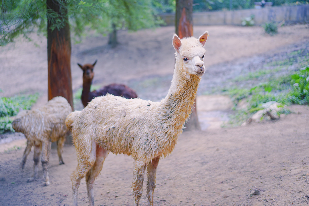 森波拉森林景区,广东清远森波拉旅游度假区