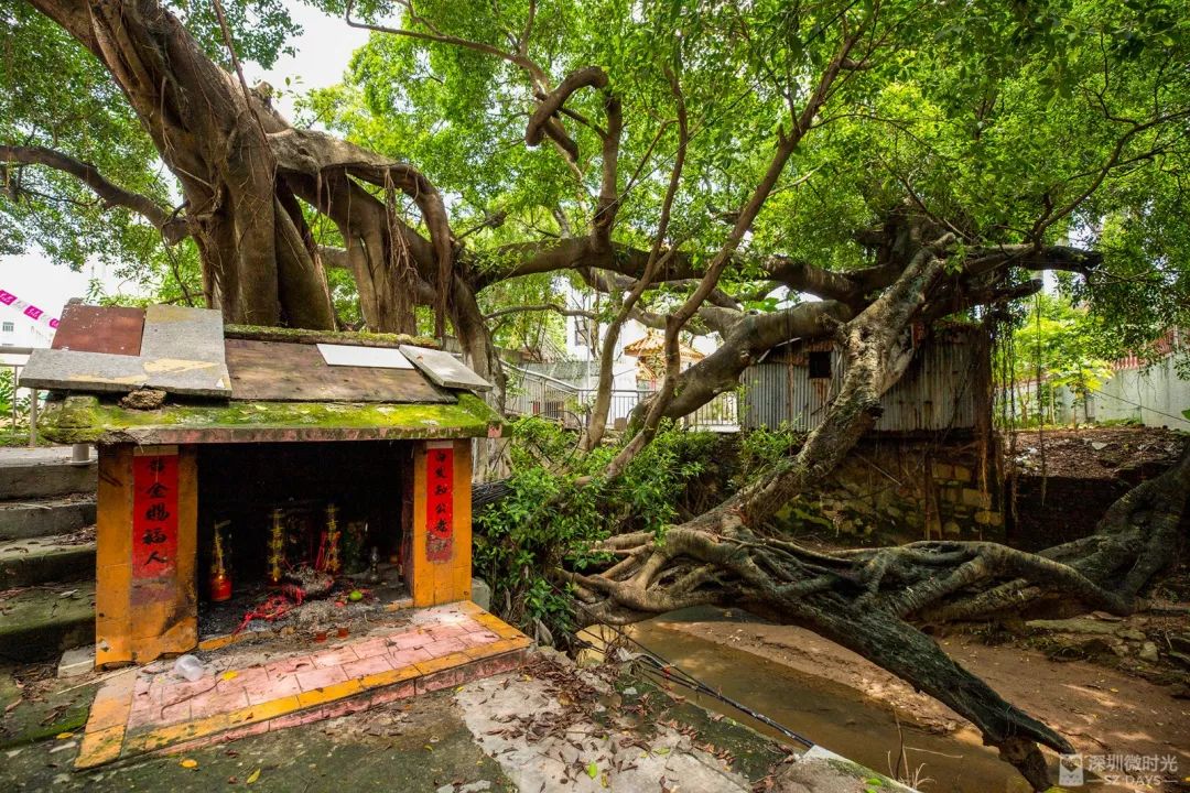 实探豪宅top10,岭南客家豪宅