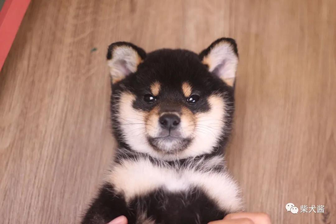 买1000元柴犬币,1000块钱买了只柴犬