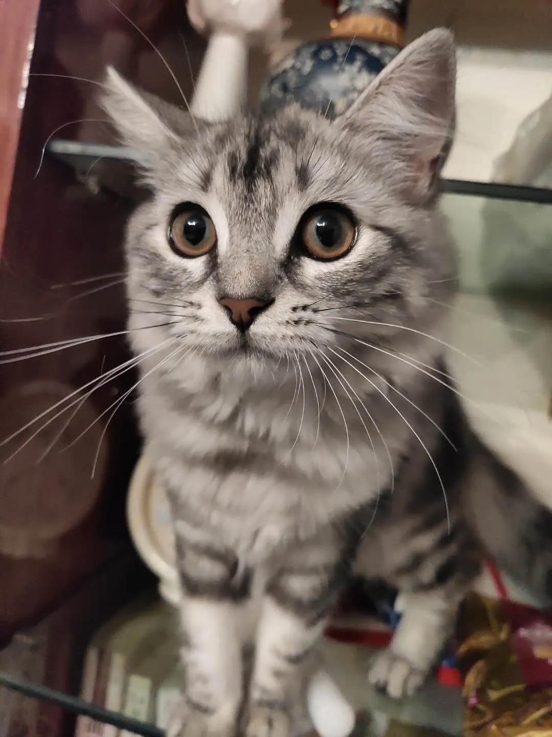 养猫后才知道爱是什么,养猫之后才知道原来只看猫睡觉