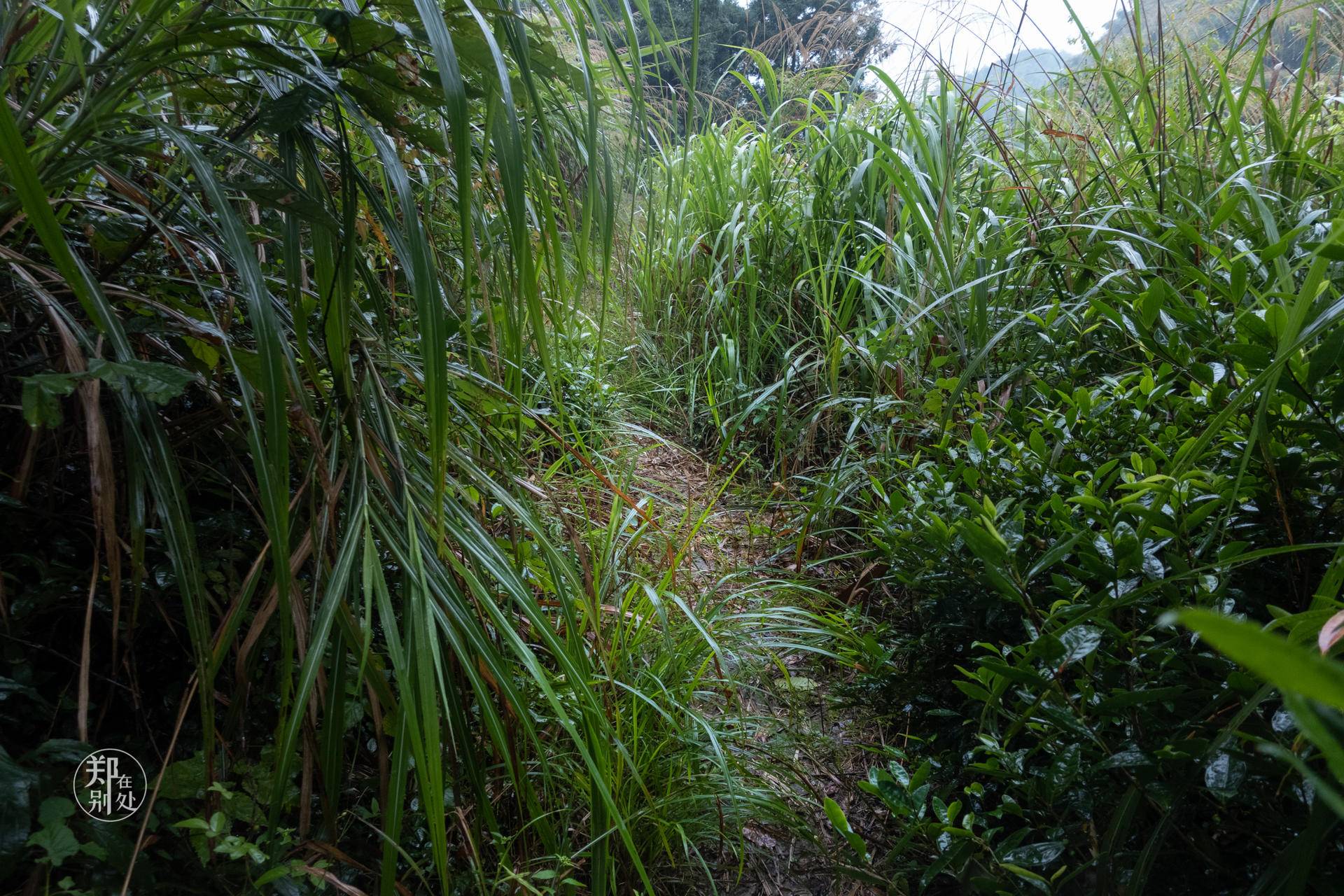 香榧古道,香榧古道徒步路线哪条景色美