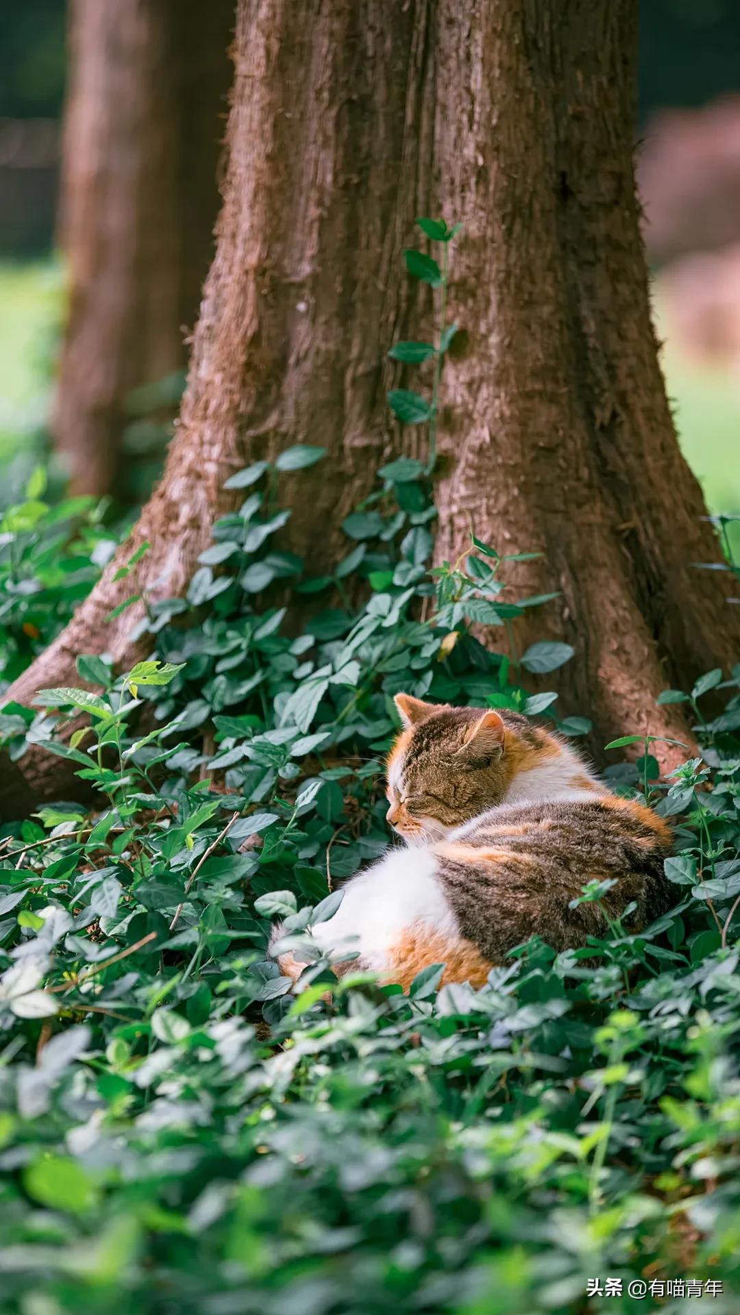 漂亮的三花猫欣赏,最迷人的三花猫