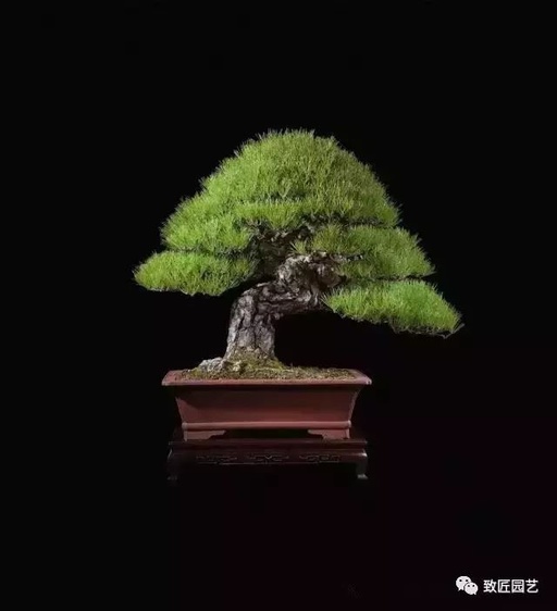 世界十大花卉排行榜名单,世界十大名贵花草