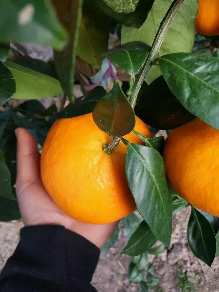 贡柑柑橘,柑橘沃柑和脐橙的区别