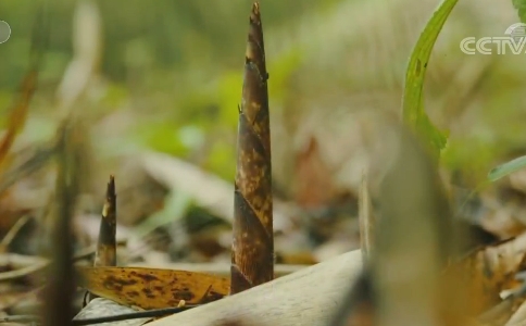 新鲜竹笋营养美味又健康,鲜美竹笋营养好