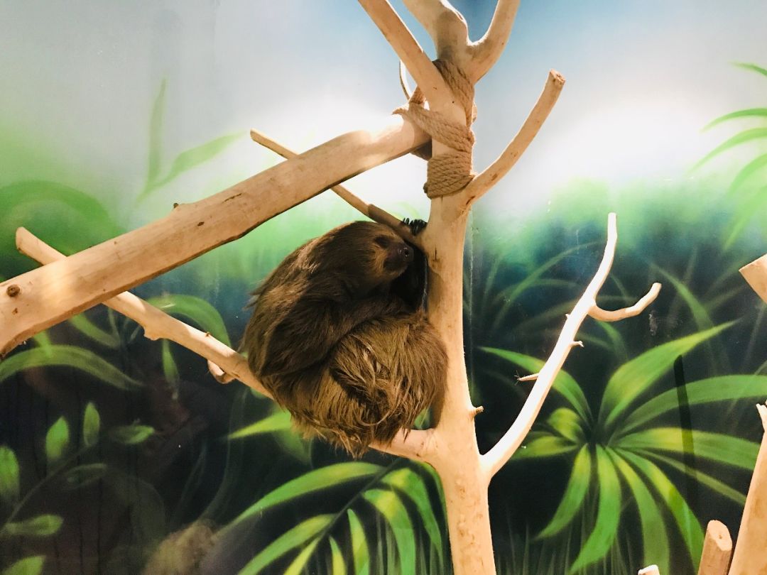 亲子必打卡动物园,动物园观赏园萌宠乐园等你打卡