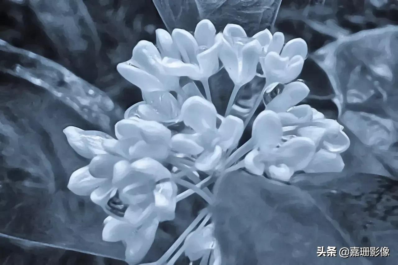 看看花容，听听花语2020年我镜头里的百种花卉