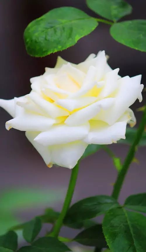 中国十大名花惊艳千年,中国十大名花美极了