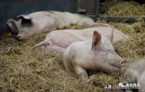 猪病关节炎怎么引起的,猪关节炎链球菌怎么预防