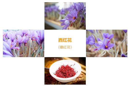 藏红花的花朵功效与作用图片大全,植物精华藏红花