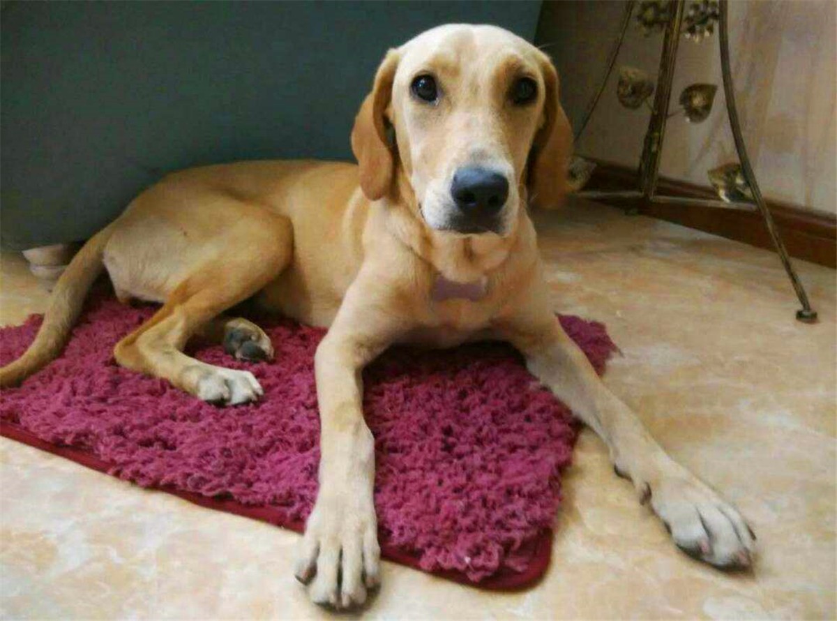 狗狗为什么养不胖,铲屎官必知的6个狗狗喂养好习惯