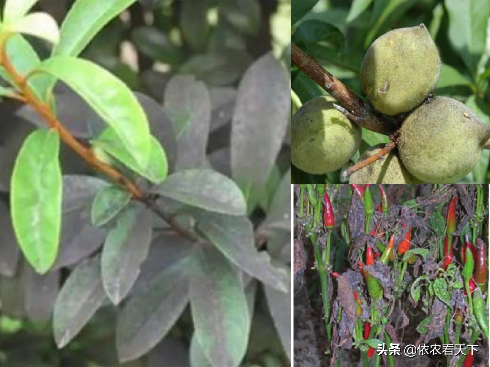 煤污病产生的原因,煤污病虫子多怎么治