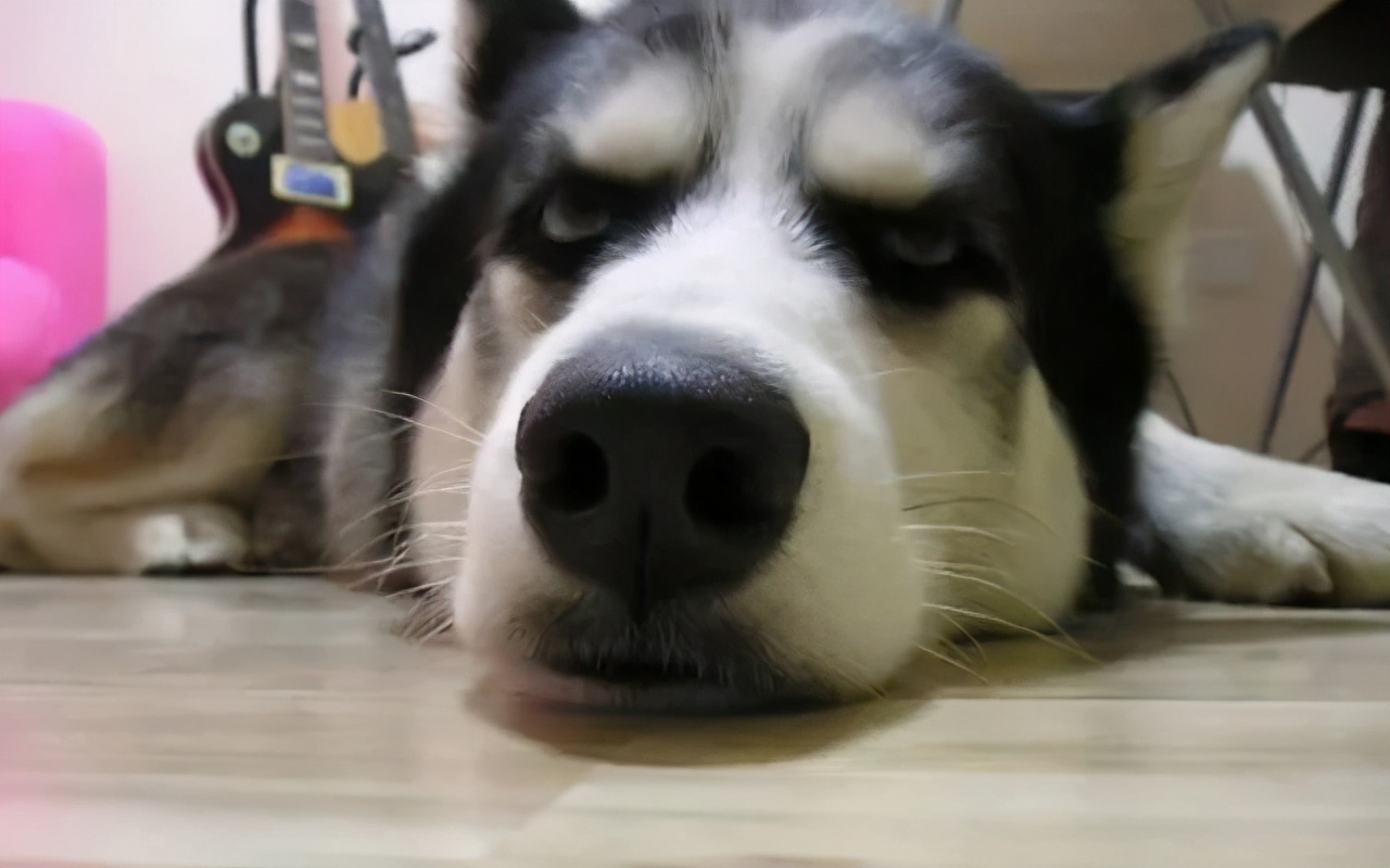 狗狗做错事假装把它丢出门外,狗子不听话可以送出去吓唬它吗