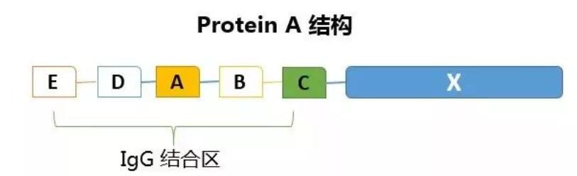 抗体纯化注意事项,proteina蛋白纯化实验