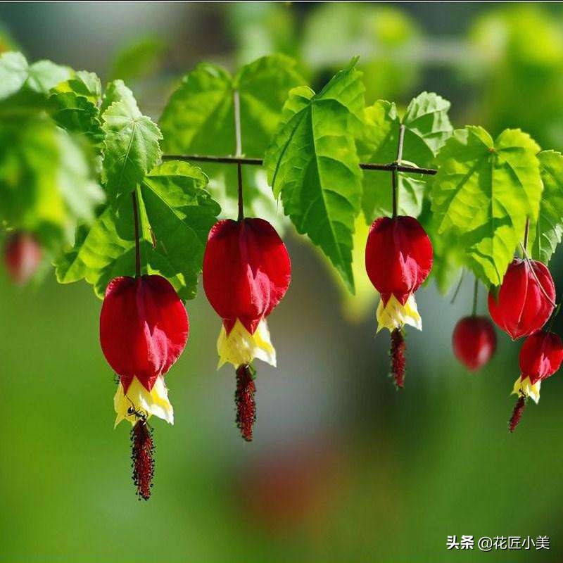 爬藤植物100种,5种爬藤花适合在院子里种植