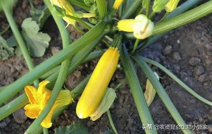 西葫芦育苗时根烂了什么原因,西葫芦烂根最好的处理方法