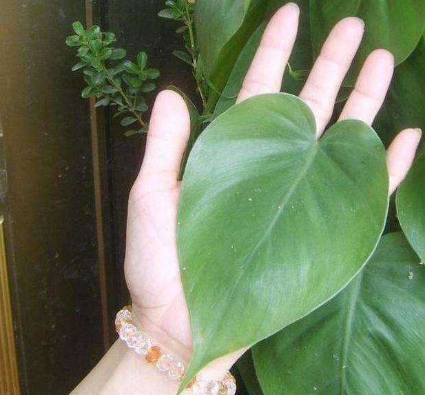 用什么叶面肥叶片黑又亮,养护叶片最好的叶面肥