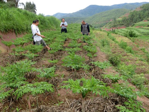 魔芋高产栽培新技术是什么,魔芋种植有哪些技术要点