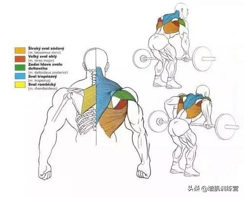 杠铃划船斜方肌酸痛,杠铃提拉斜方肌酸痛