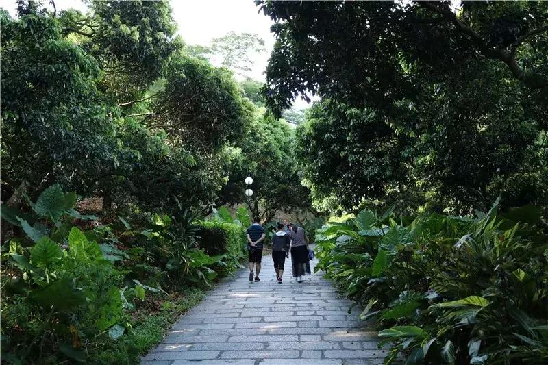 深圳莲花山真的美,深圳莲花山有什么特别的地方