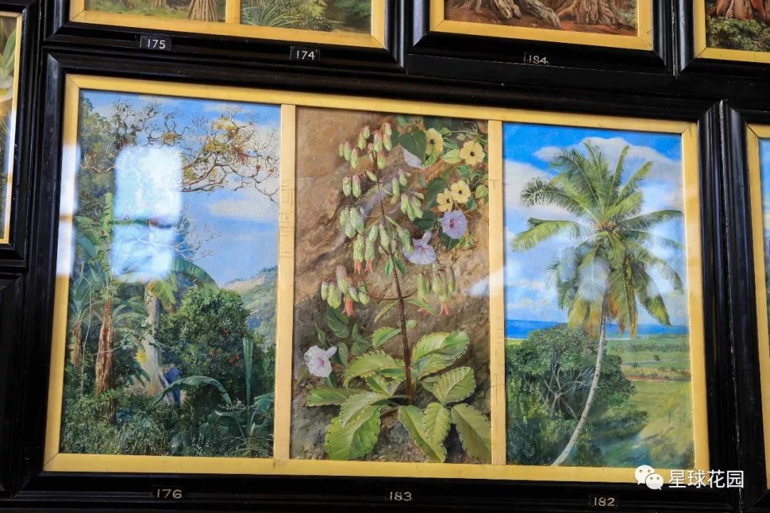 二木带你游花园|邱园（kewgarden）离我们到底有多远？