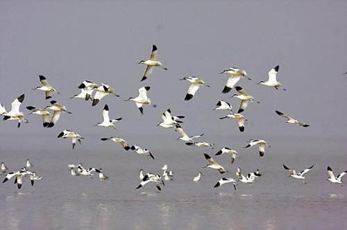 鸟类怎么样躲避极干旱的天气,野生动物如何躲避暴风雨