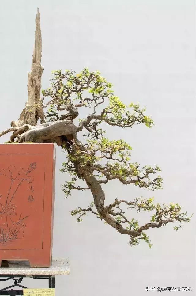 鎮礀缁濆閫㈢敓,鎮礀鐩嗘櫙澶у叏