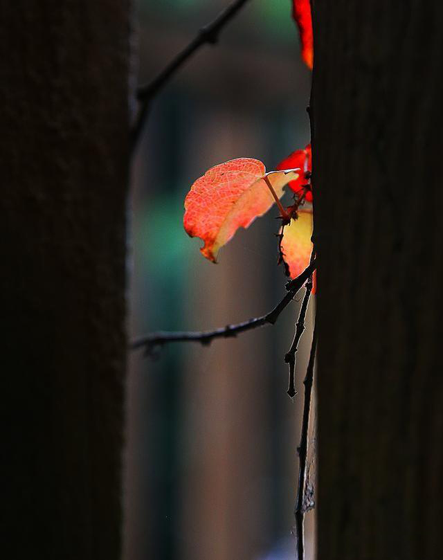 摄影有哪些乐趣和意义,摄影爱好者都喜欢拍什么