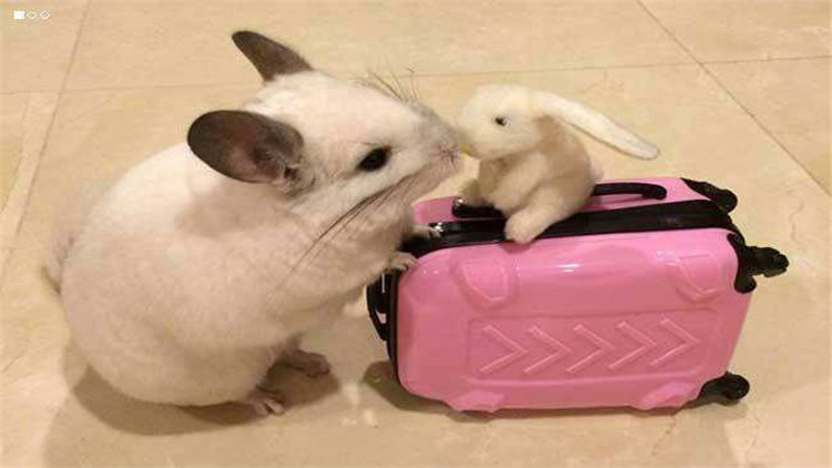 仓鼠装死合集,仓鼠装死被主人弄死