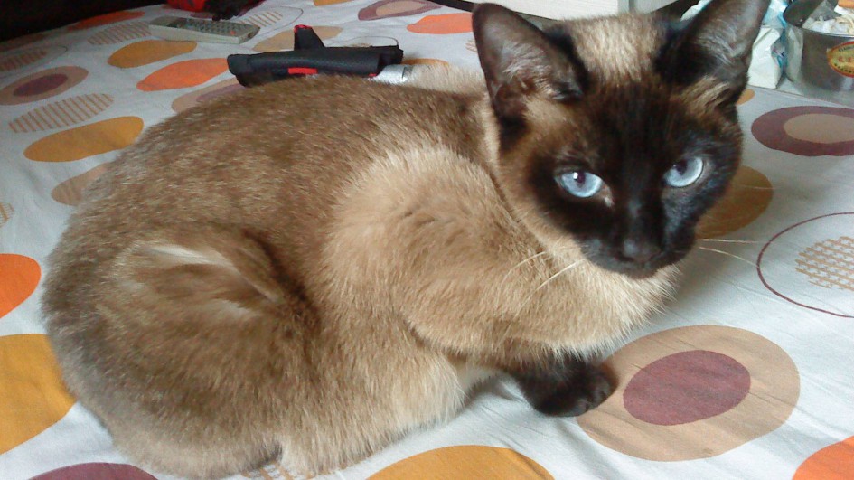 暹罗猫颜色分类鉴别,暹罗猫的小知识